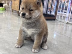 -柴犬小屋·柴餐厅·狗咖食堂(金鼎广场店)