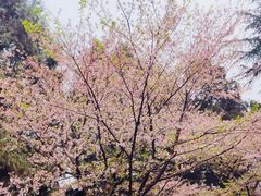 -武汉大学-樱园
