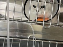 -艾贝尔宠物医院·24H转诊中心·肿瘤猫专科(江宁双龙店)