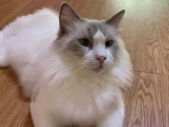 -李小姐の猫咖啡馆(五角场店)