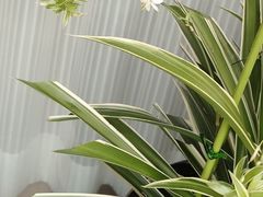 -新湖明珠城