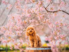 -天适樱花悠乐园