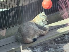 -青藏高原野生动物园