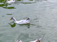 -莲湖公园