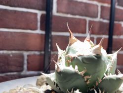 -青木造型HAIR·あおき髪を刈る潮人店