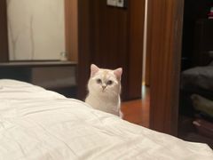 -飞行喵MR PILOT|猫舍·猫咖(静安大融城店)
