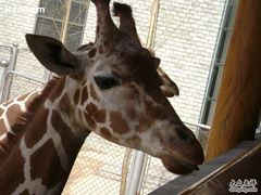 -石家庄市动物园