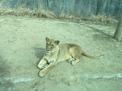 -北京野生动物园