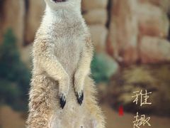 -上海野生动物园
