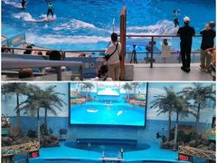 -海合安成都极地海洋公园