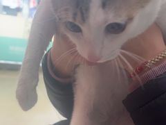 -瑞派旺宝宠物医院·犬猫全科综合·尿道专科(莲兴院)