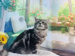 -爱洗澡的猫(望京店)