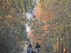 -上海海湾国家森林公园