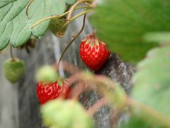 -胜丰草莓采摘园