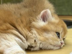 -帕帕拉兹宠物(亚洲旗舰店)