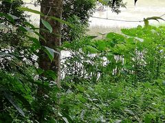 -南宁良凤江国家森林公园