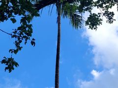 -海南槟榔谷黎苗文化旅游区