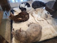 人气猫猫系列-more than meow吴止猫主题餐厅(承德 中船汇店)