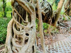 -中国科学院西双版纳热带植物园