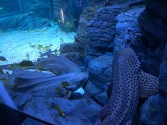 -烟台海昌鲸鲨海洋公园