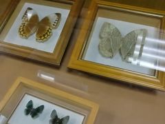 -上海大自然野生昆虫馆(东方明珠·爬宠昆虫探索中心)