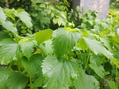 -广州神农草堂中医药博物馆