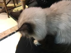 -猫色咖啡·猫咖