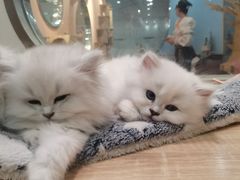 -BABIT巴比特宠物(MOMOPARK店)