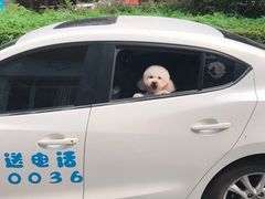-BABYDOG宝贝狗宠物乐园(欧洲城店)