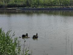 -天津东丽湖风景区