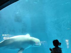-海合安成都极地海洋公园