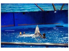 -多彩贵州城极地海洋世界