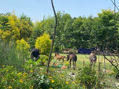 -紫颐香薰山谷景区