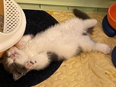 -momokira米努特·德文卷毛猫·棉花面纱犬
