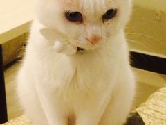 -萌喵宠狗爱心宠咖