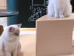 -瞄一喵猫咖(格力海岸店)