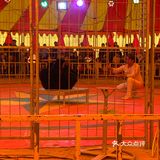 马戏团表演