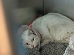 -纳吉亚猫专科动物医院(康都外科中心)