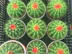 -龙大花卉苗木市场