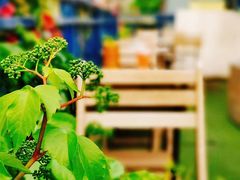 -Sirena海妖日咖夜酒