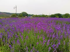 -大塘金香草谷