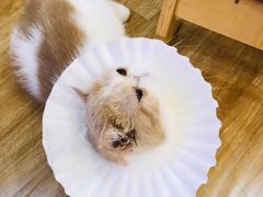 -滚猫咖啡·猫咖·猫友好撸猫(未来城店)