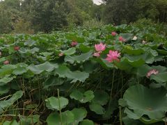 -洛阳市隋唐城遗址植物园