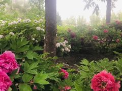 -莲花池公园