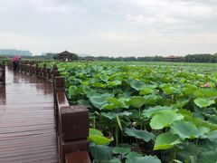 -荷塘月色湿地公园·向阳花洲