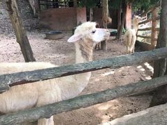 -清迈夜间动物园