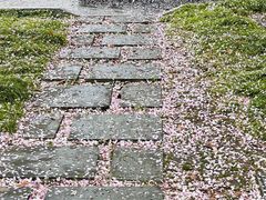 -高东镇樱花园
