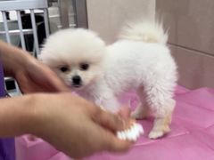 -北京观赏动物医院·24小时大型综合·猫专科·异宠专科