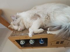-Let's go狗咖·猫咖·奶狗·桌游(春熙路IFS店)