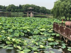 -荷塘月色湿地公园·向阳花洲